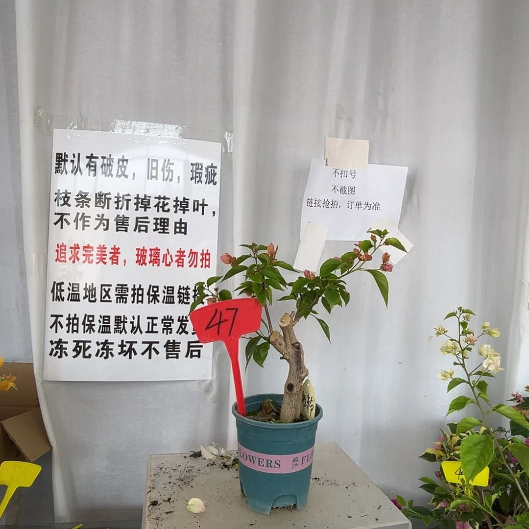 当前无花栽培后可以开花47橙粉公主桩