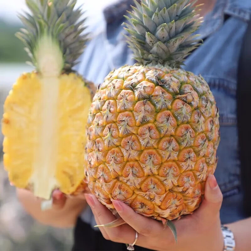 海南芒果凤梨台农23号芒果味凤梨果园当季水果现摘礼盒一件代发