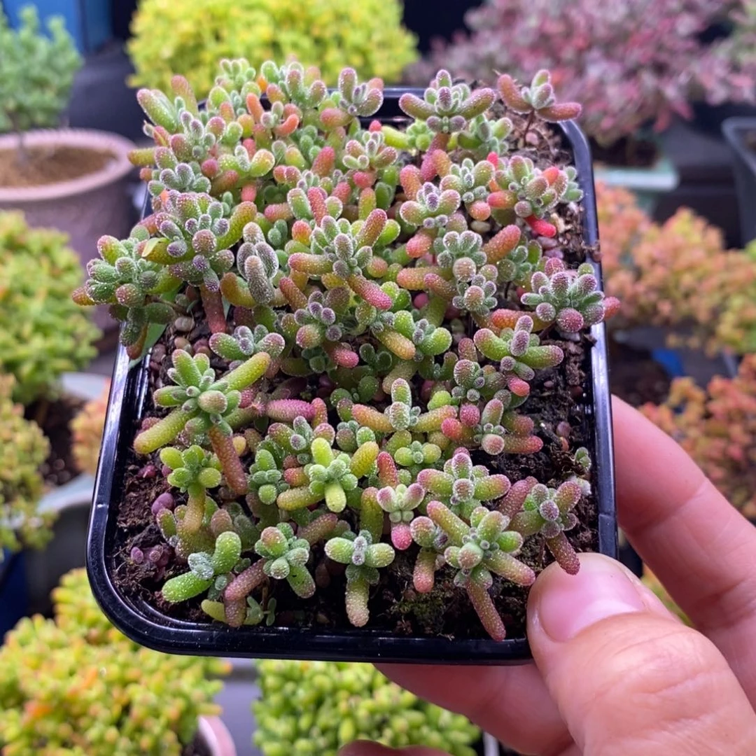 清****店138混合小苗。