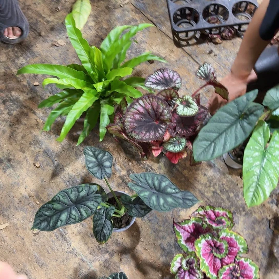 不开花植物秋海棠一物一拍套餐