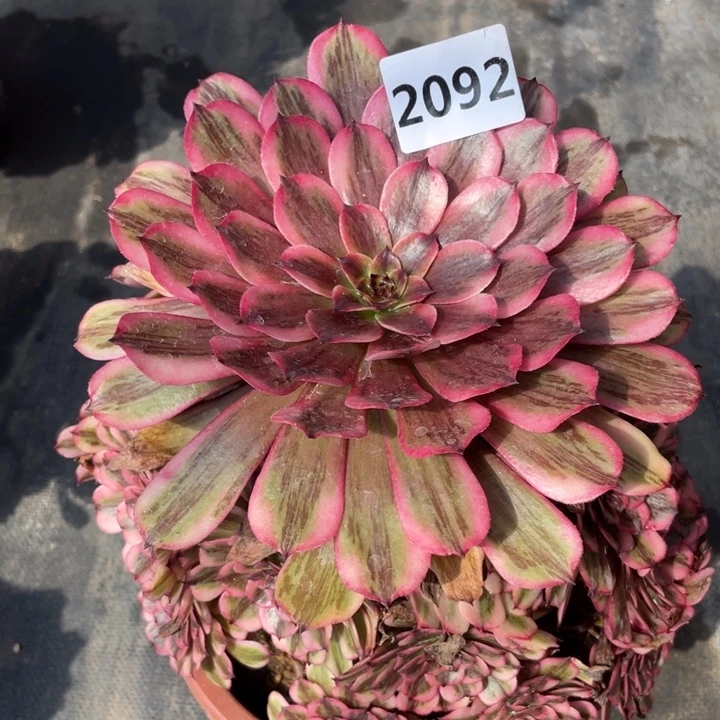 粉体白月光2092号多肉植物