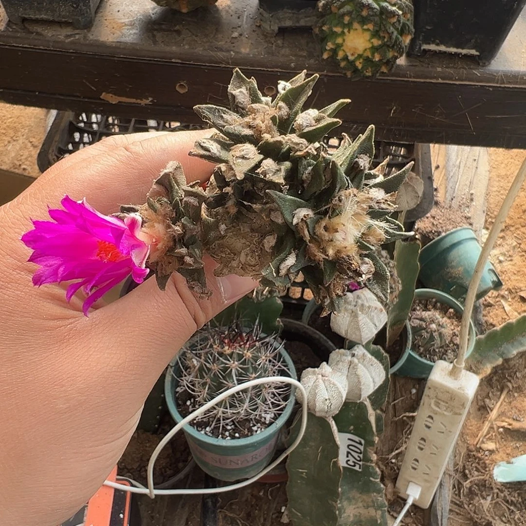 气根龙舌兰牡丹仙人球1072