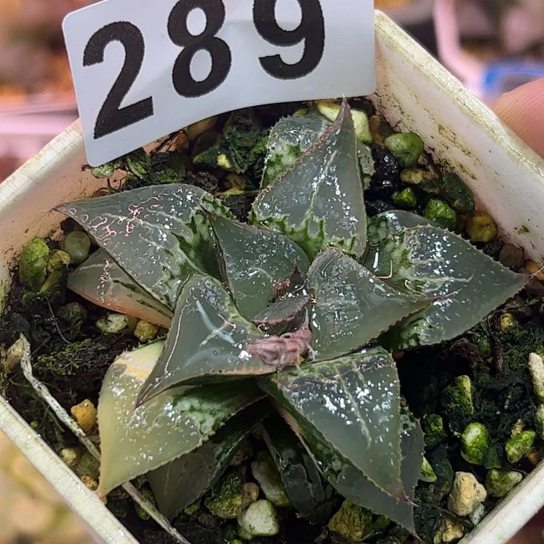 酒吞童子锦十二卷多肉