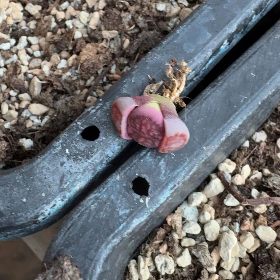 宝****?K233紫寿丽杂菊三年