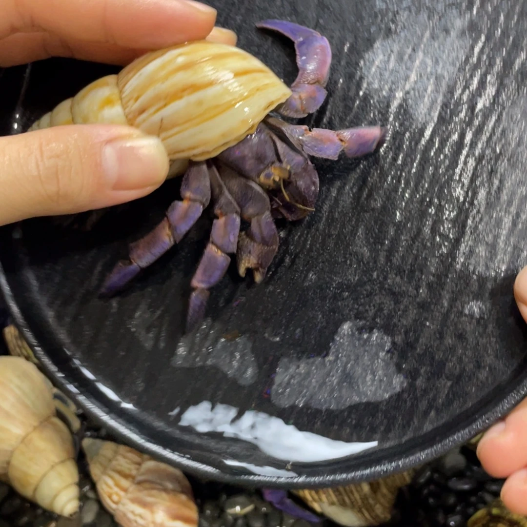 寄居蟹，寄居蟹，寄居蟹