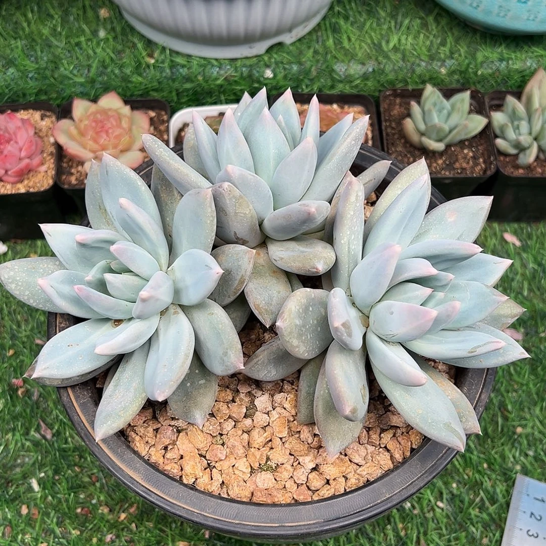 伊丽莎白三头，一物一拍