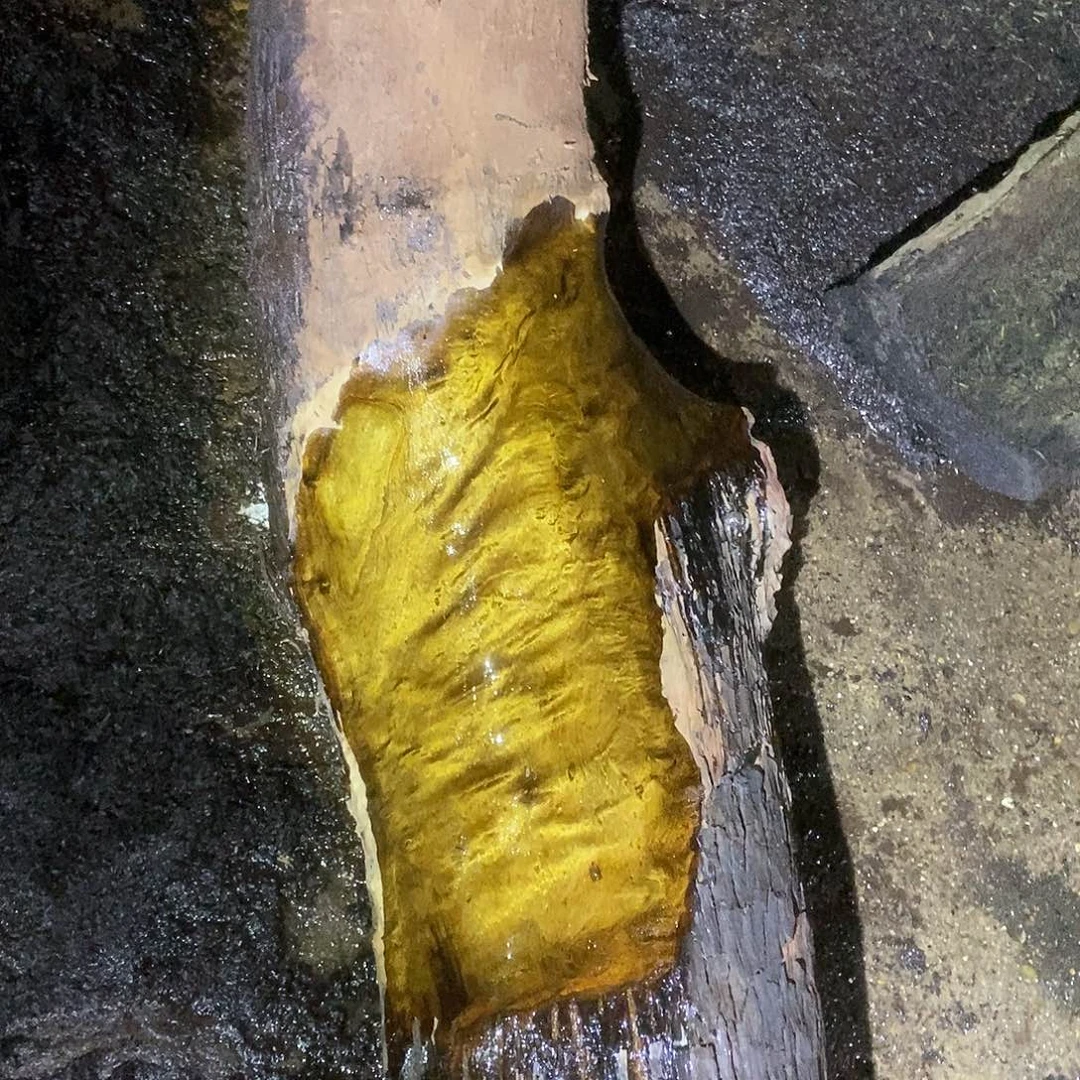 用****9金丝楠阴沉木毛料