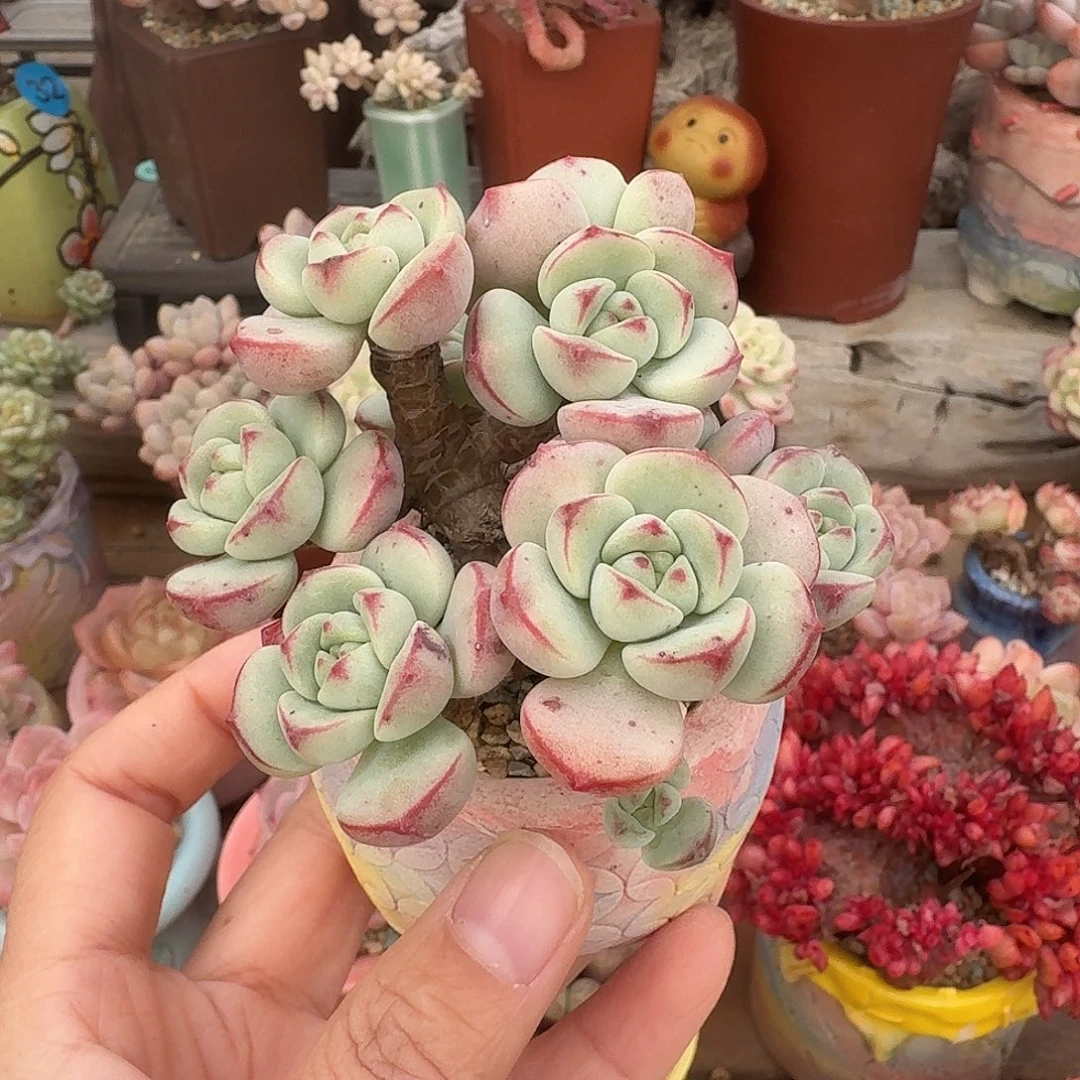 香草 多肉含盆土 一物一拍
