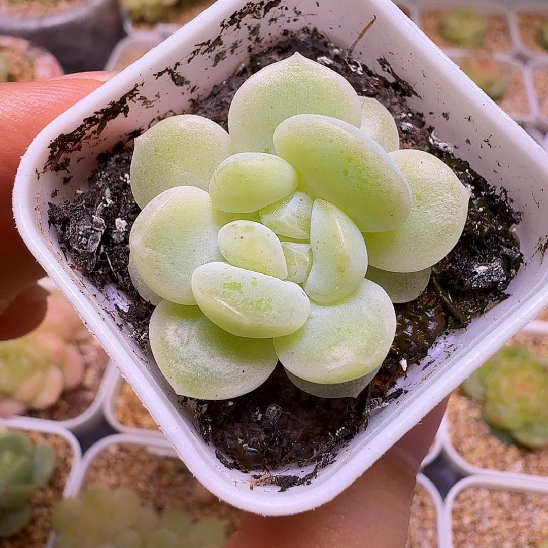 白财富多肉一物一拍