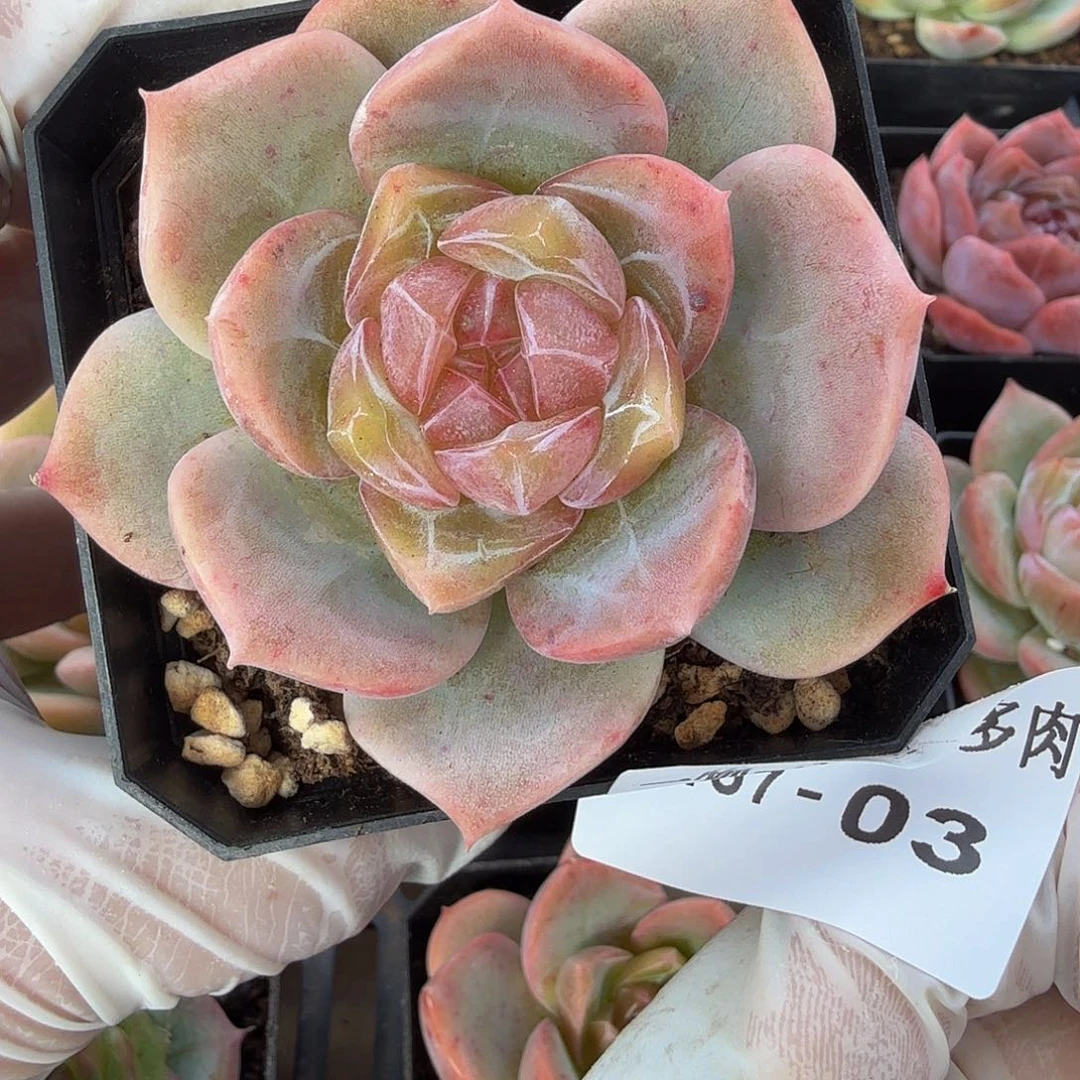 1107-03单颗多肉一物一拍