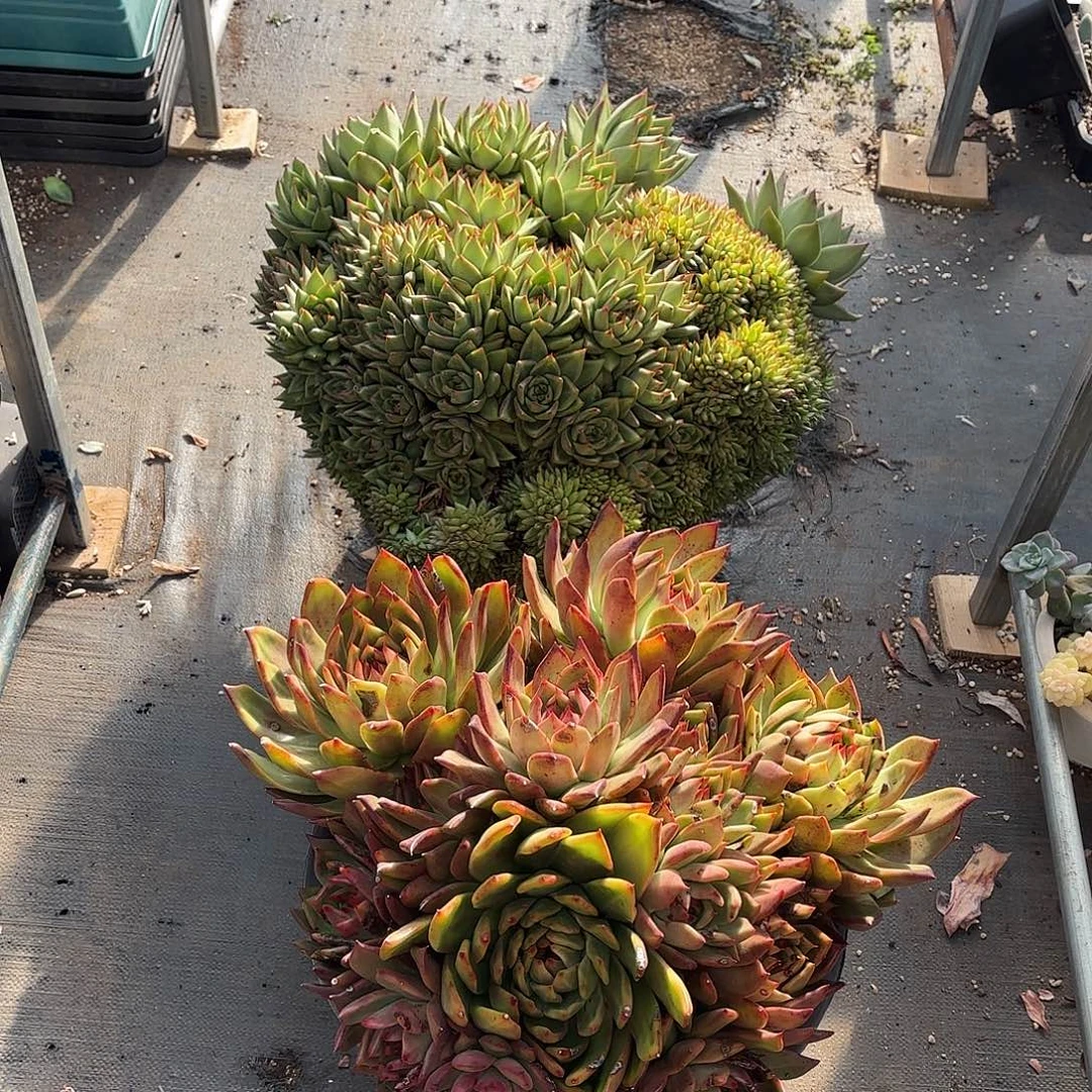 韩版缀，冬云多肉植物