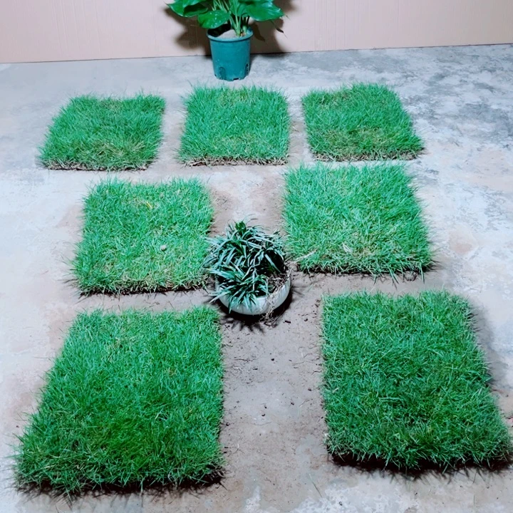 夜***影无花朵马尼拉草坪包邮价格，。