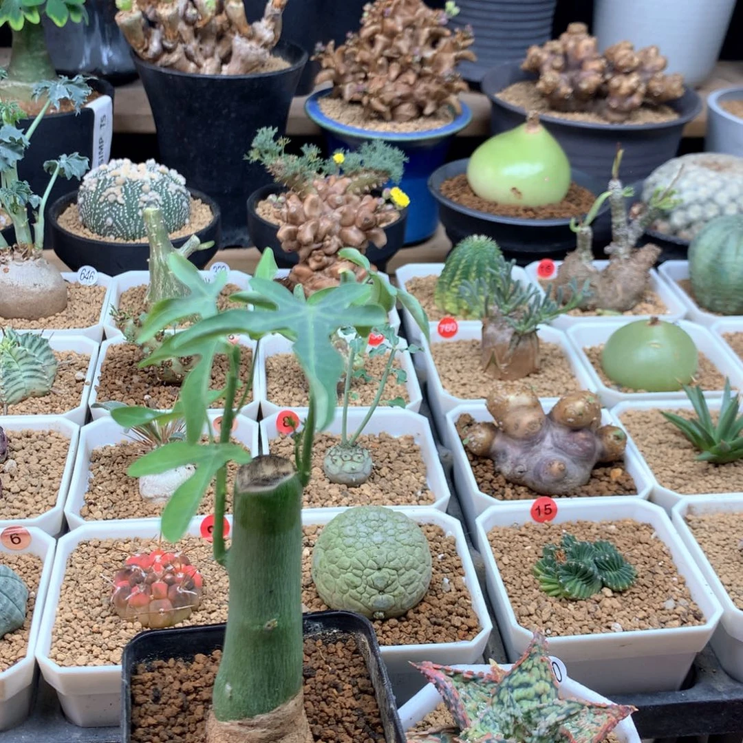 D***L毒腺蔓扦插带盆+芦荟脱土
