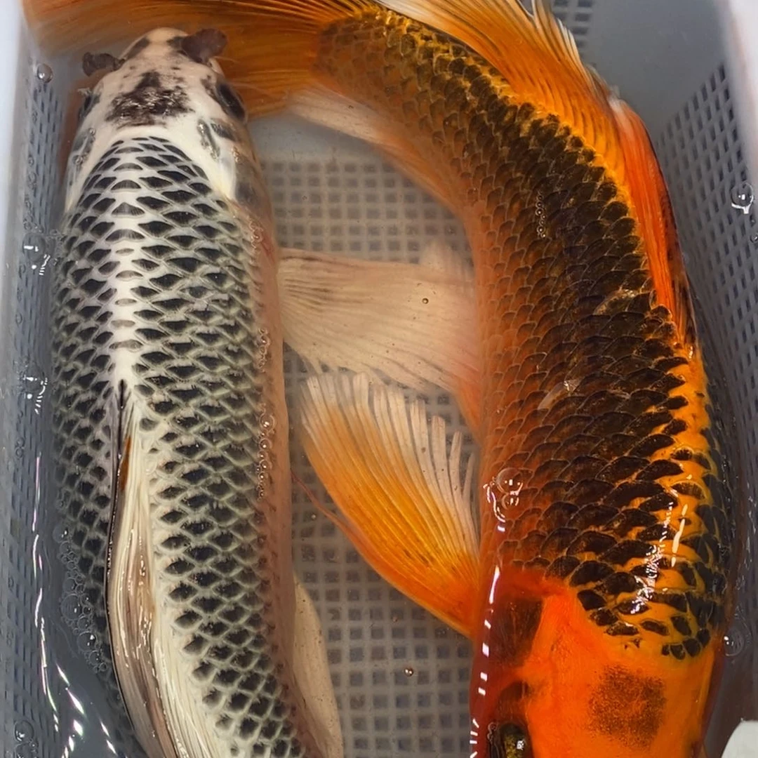 锦鲤锦鲤（无开箱视频不售后）