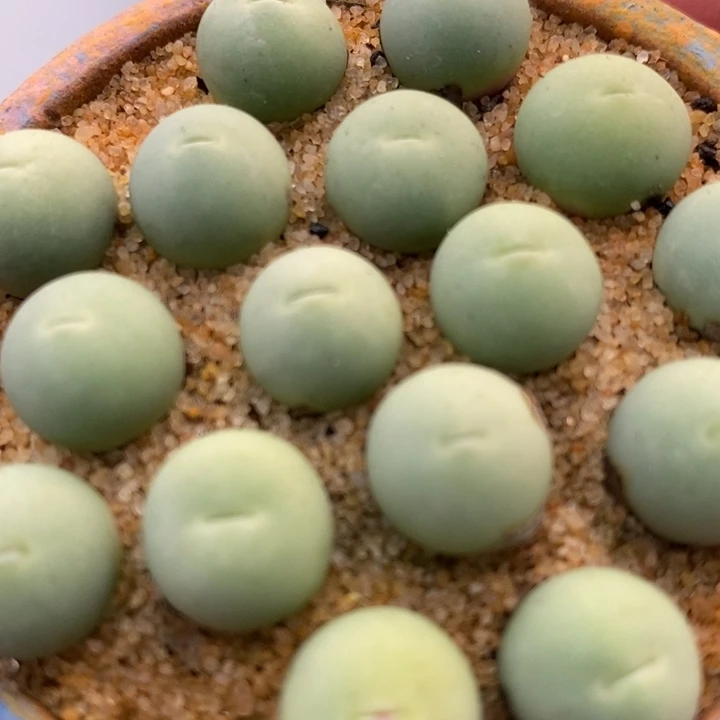 鸽子蛋1颗1厘米左右