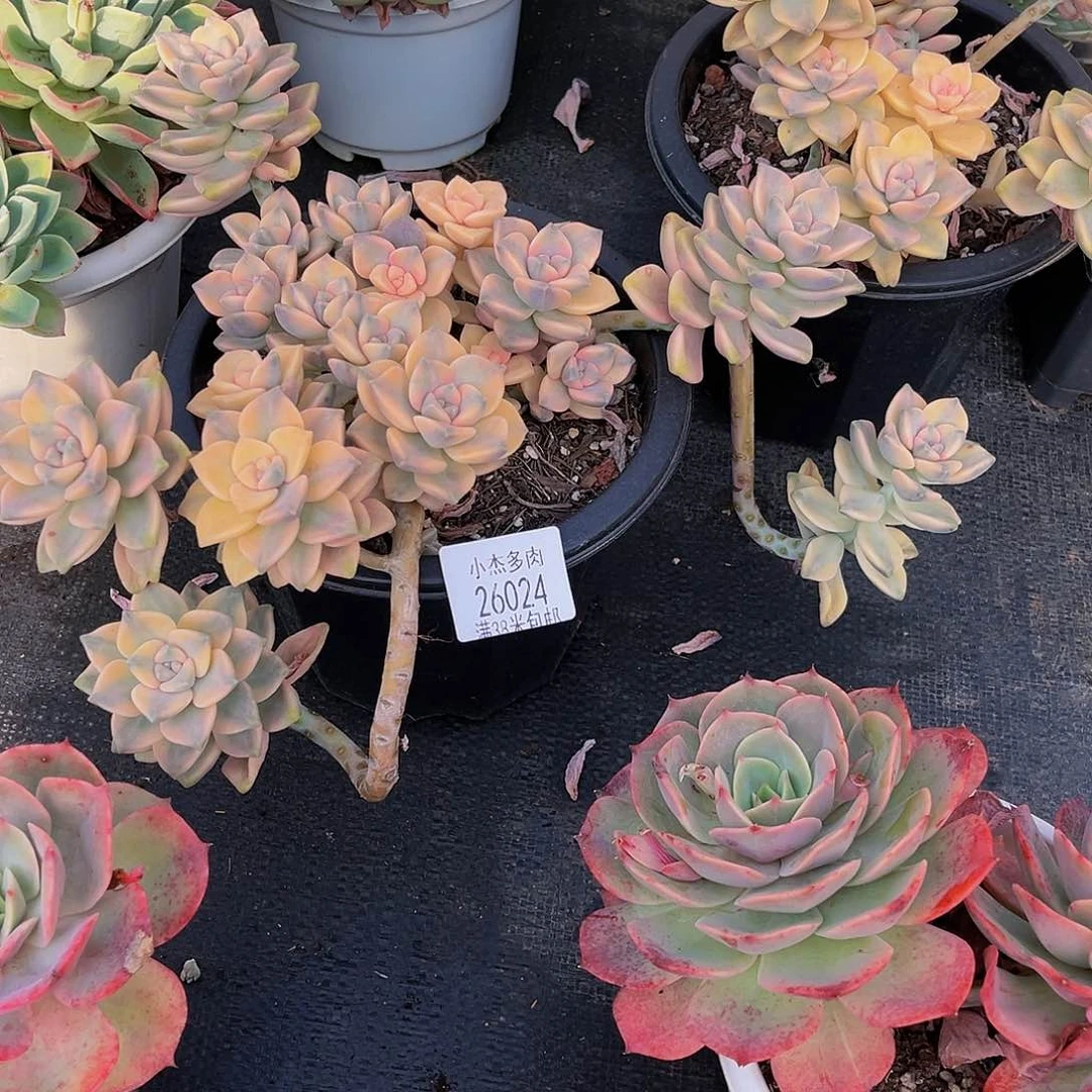 S****生美杏锅写26024