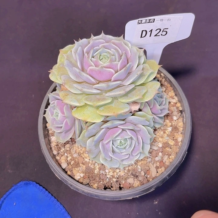 小**悠露娜一物一拍D125