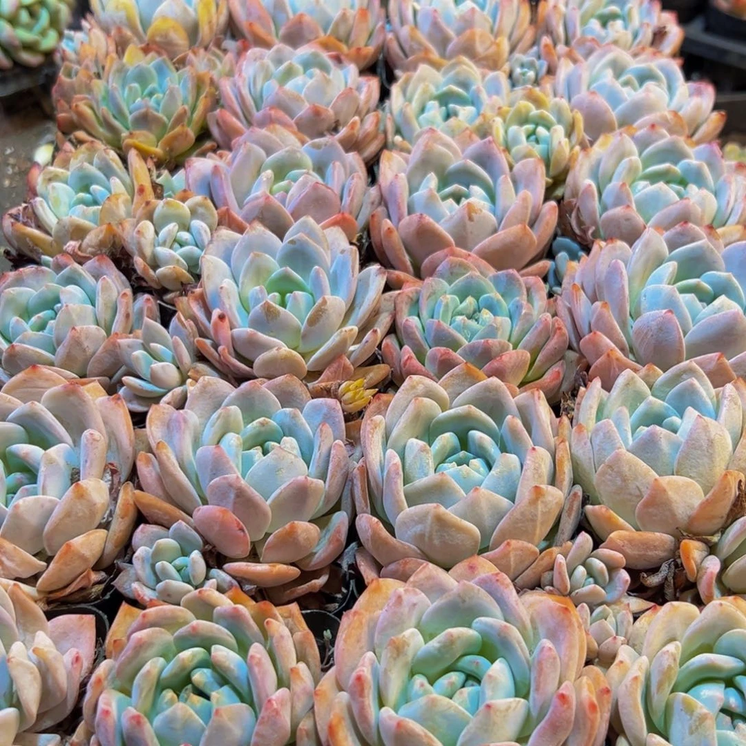 877多肉葡萄的价格是多少