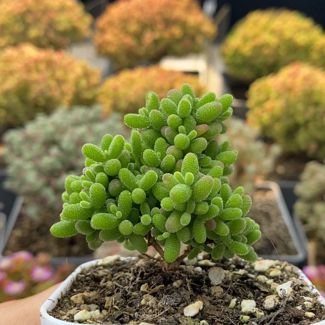 蜜橘糖球1661枝干番杏