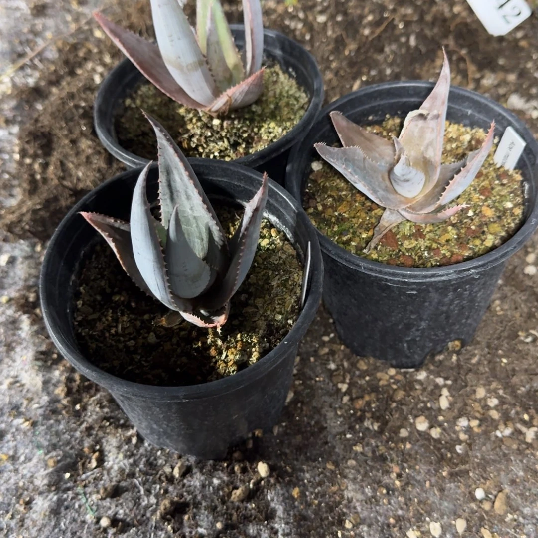 伊玛洛特量拍芦荟1棵