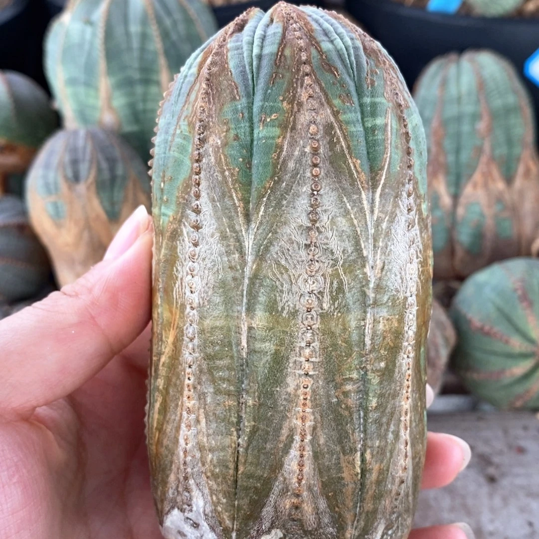 19欧系实生布纹球一物一拍