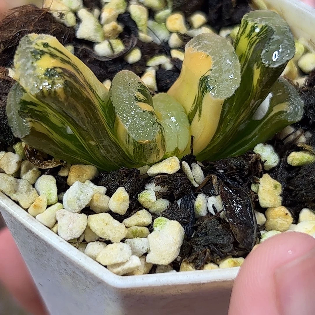 浮藻锦十二卷多肉植物