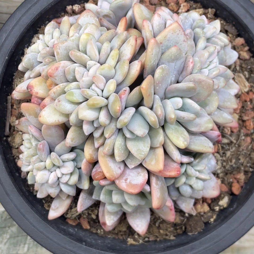 粉兔缀化小树缀一个