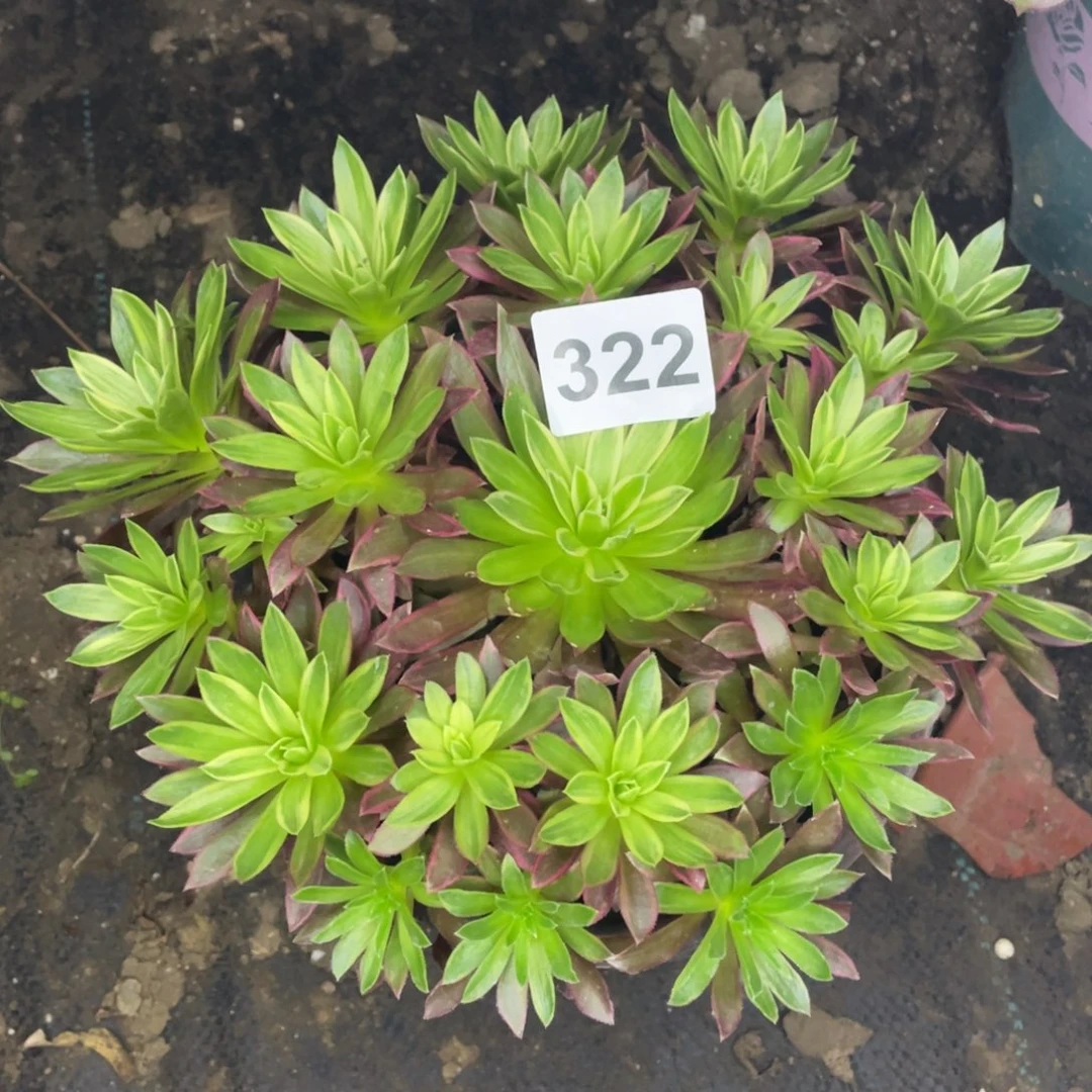 322号凤凰锦囊台和我