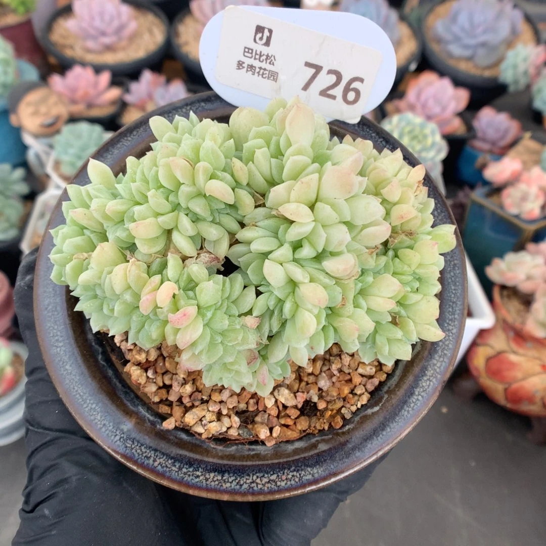726 奶油美人缀多肉