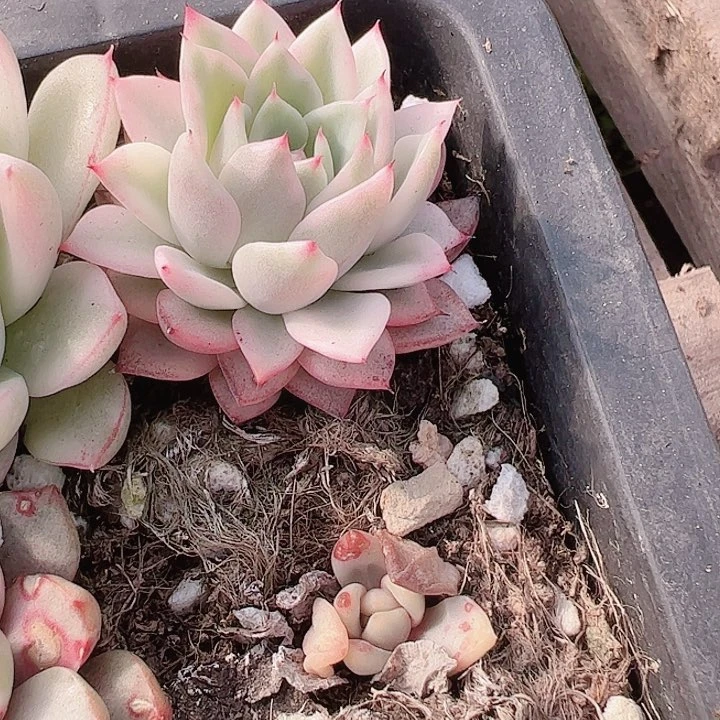 K**g多肉植物多肉植物