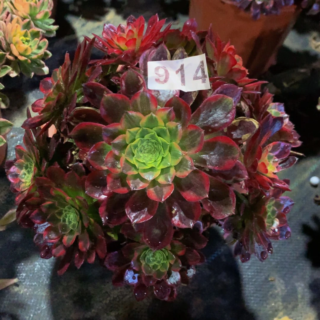 【闪购商品】914朝霞多肉