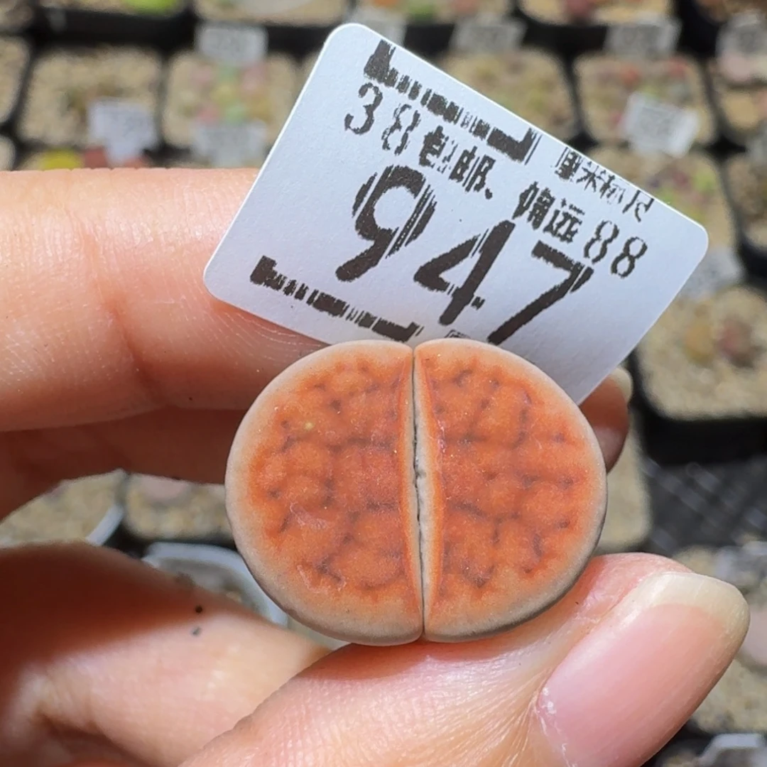 .***.Sssss精品生石花947