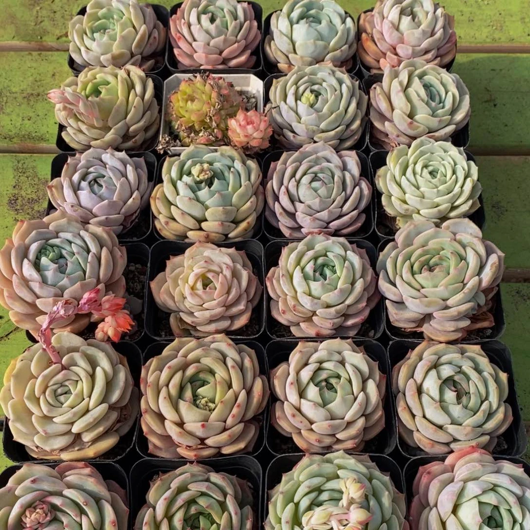 252点人气爆棚的时候我