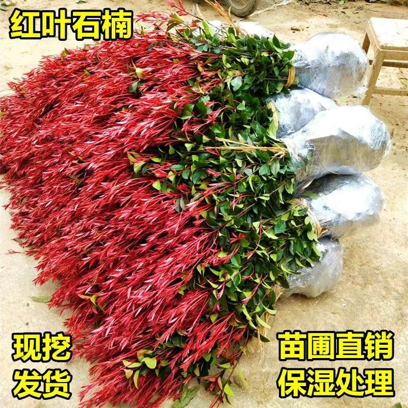 红叶石楠树苗红叶石楠球庭院小区道路工厂绿化植物四季常青篱笆苗