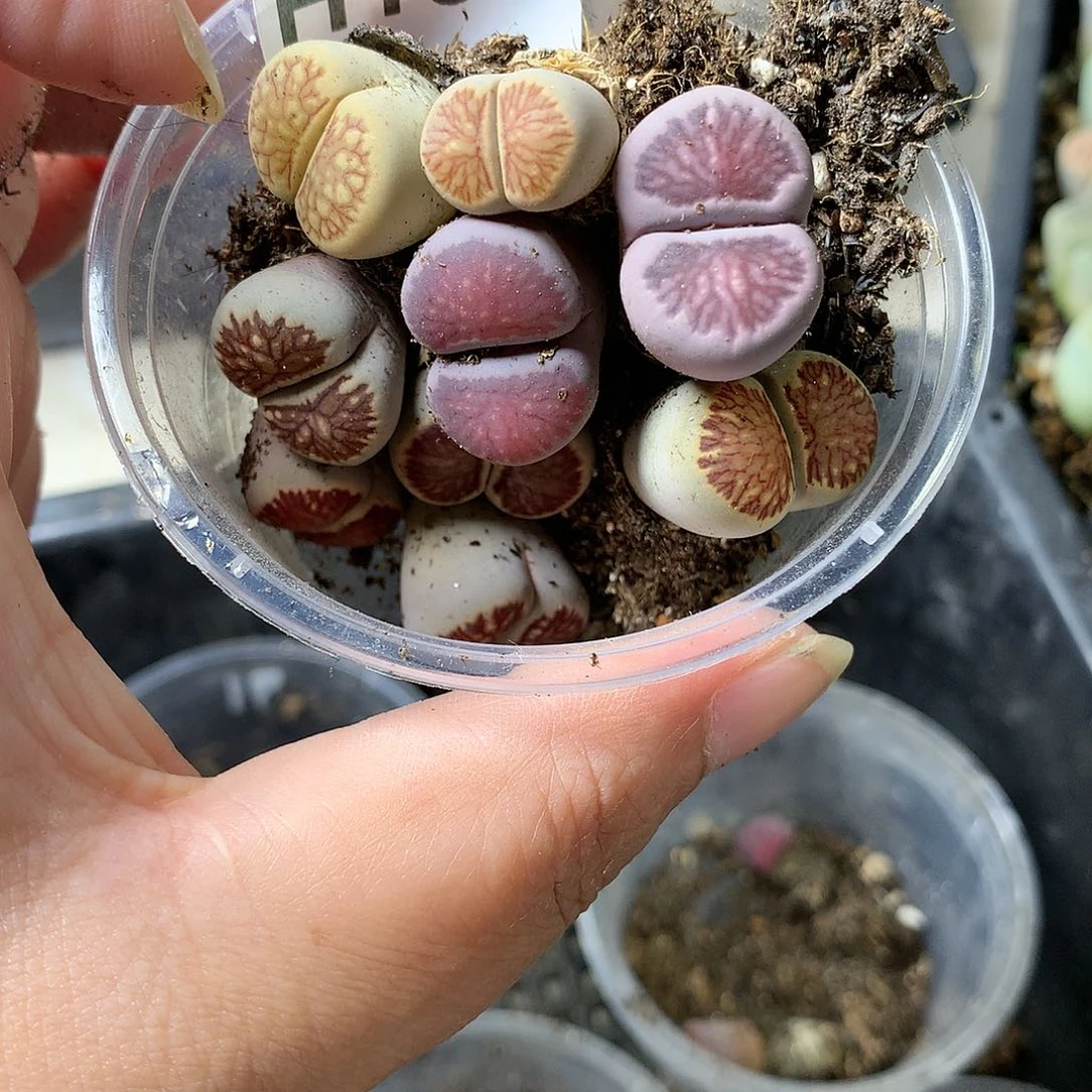 浅***雨H109多肉植物保护