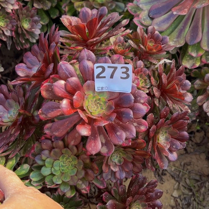 祝融砍头多肉植物273