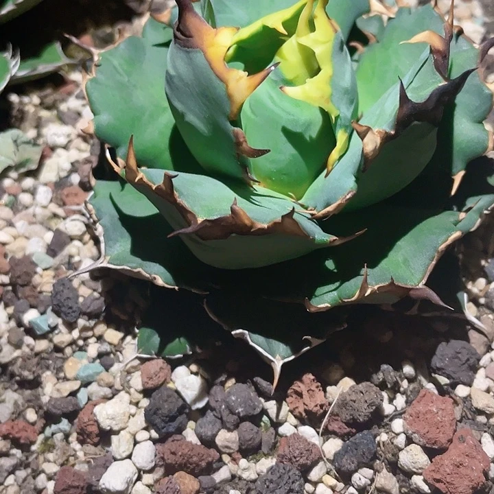 姬仁龙舌兰仁王冠链接