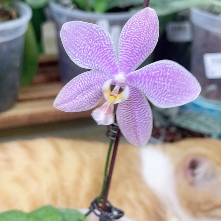 完全开放SWR盾花交西雷利-盾花香-1523