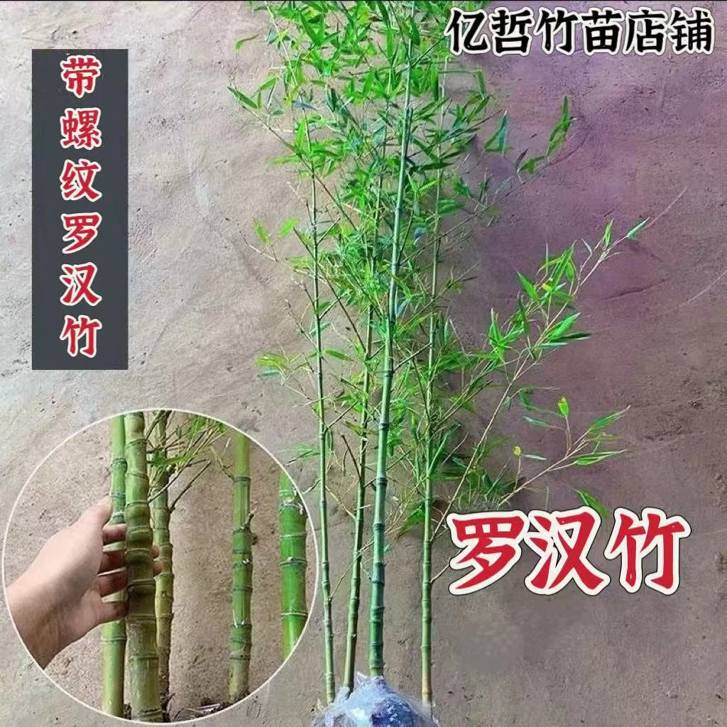 罗汉竹苗盆栽竹子苗庭院室内外四季常青户外观赏竹景观造景竹子苗