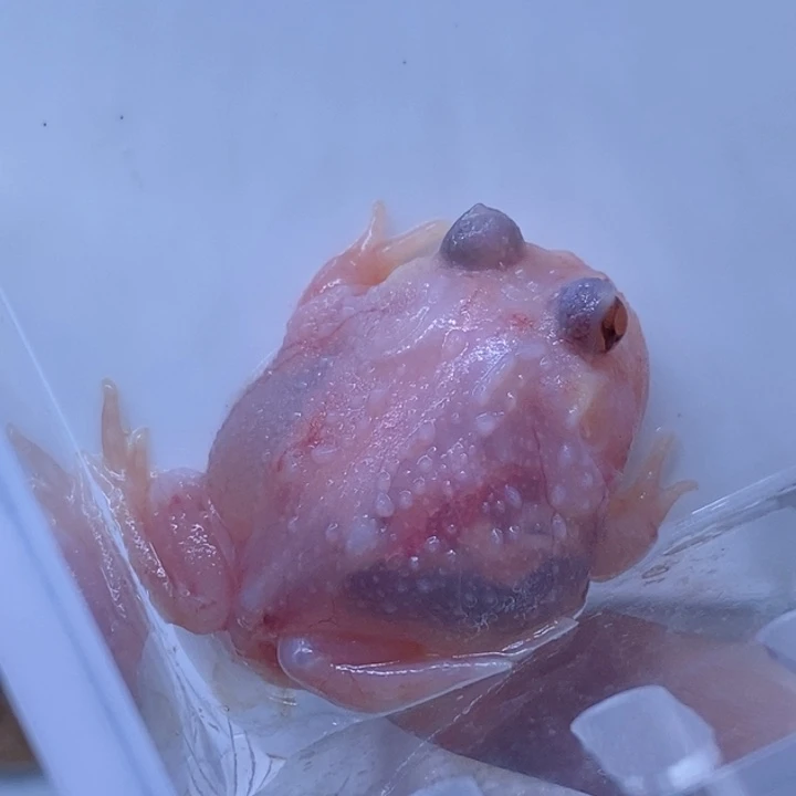 角蛙变异变异变异