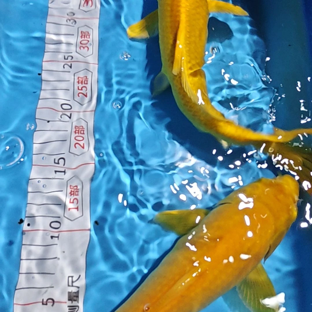 海水鱼不包邮邮费到付