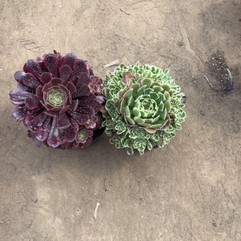 966多肉植物组合