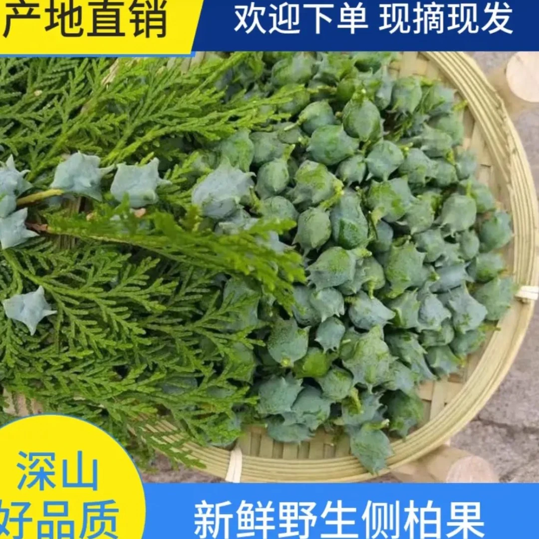 野生新鲜侧柏籽侧柏果乌发生发助眠枕头柏子香中药材可香薰侧柏叶