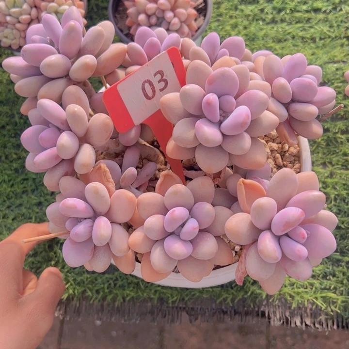 笑**阳健健康康平平安安