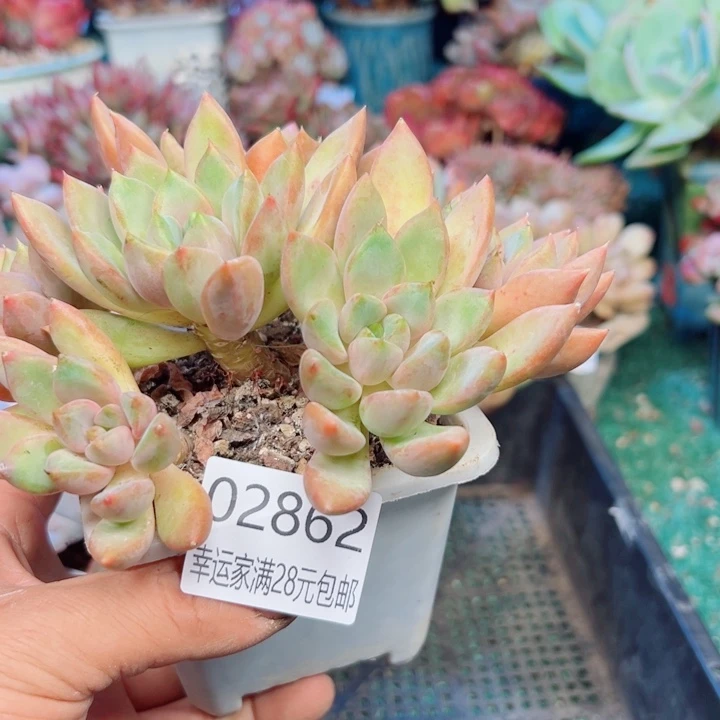 幸运的是我还没遇到你的