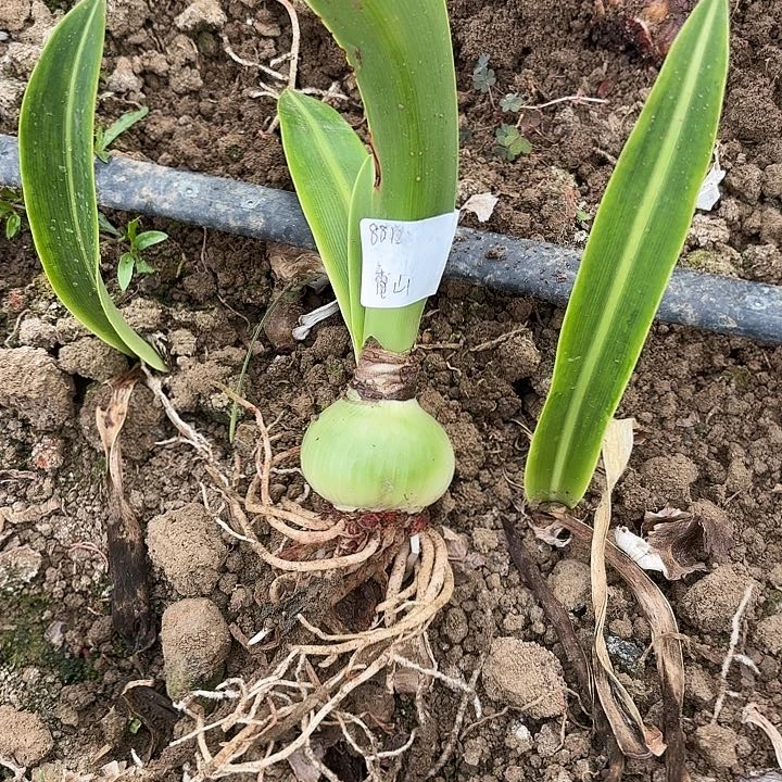 〽️****香山5.5左右带土8812