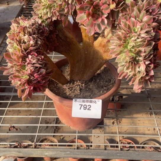 792，粉女巫缀包邮