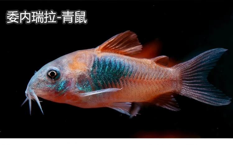 委内瑞拉青鼠1条