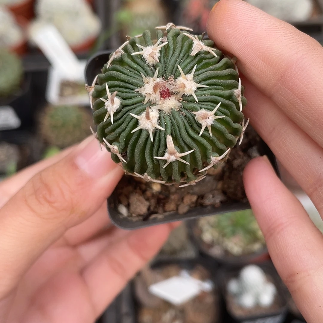 915太刀岚（满18元包邮）