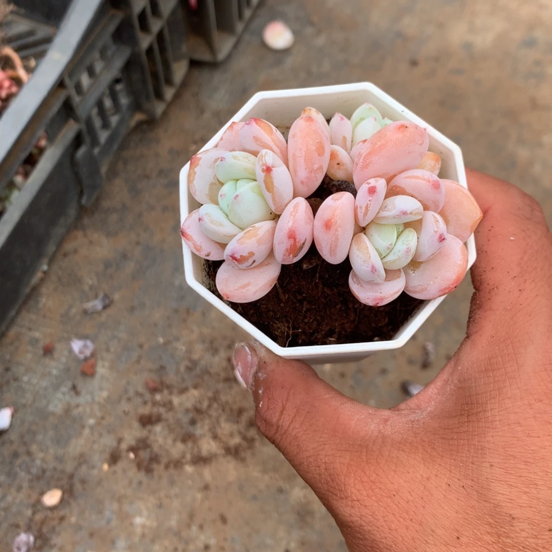 清洁面产品有三条系列和十